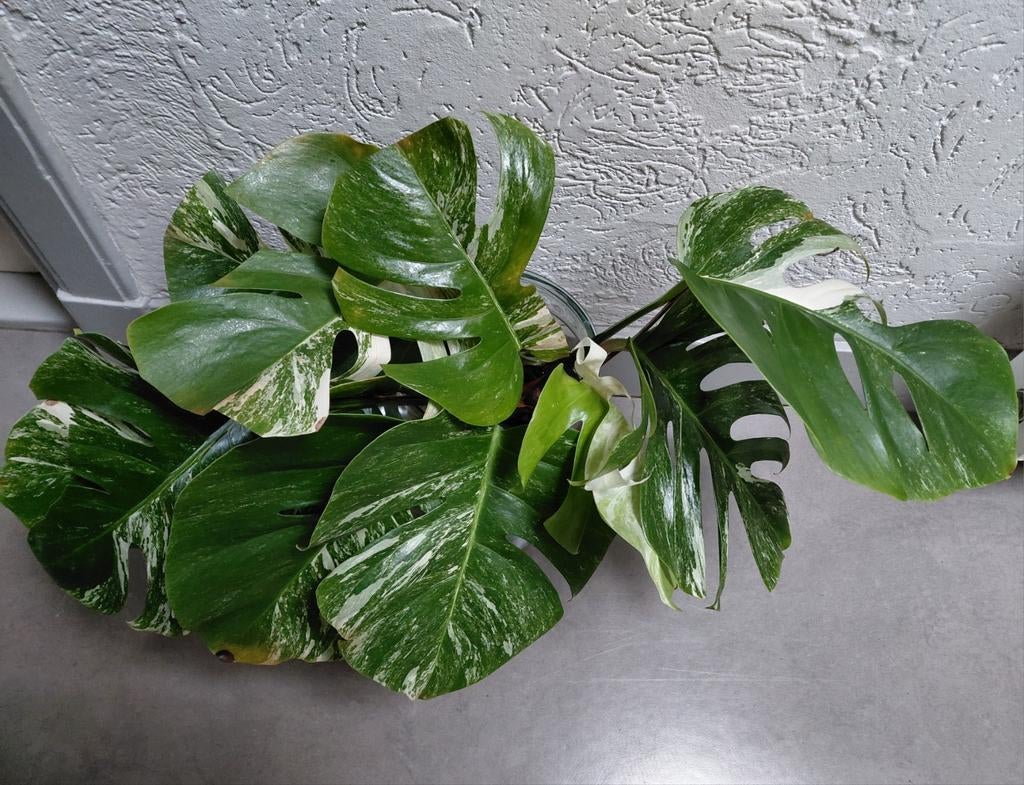 Monstera Deliciosa Variegata stekken, geworteld, Huis en Inrichting, Kamerplanten, Ophalen of Verzenden, Halfschaduw, Minder dan 100 cm