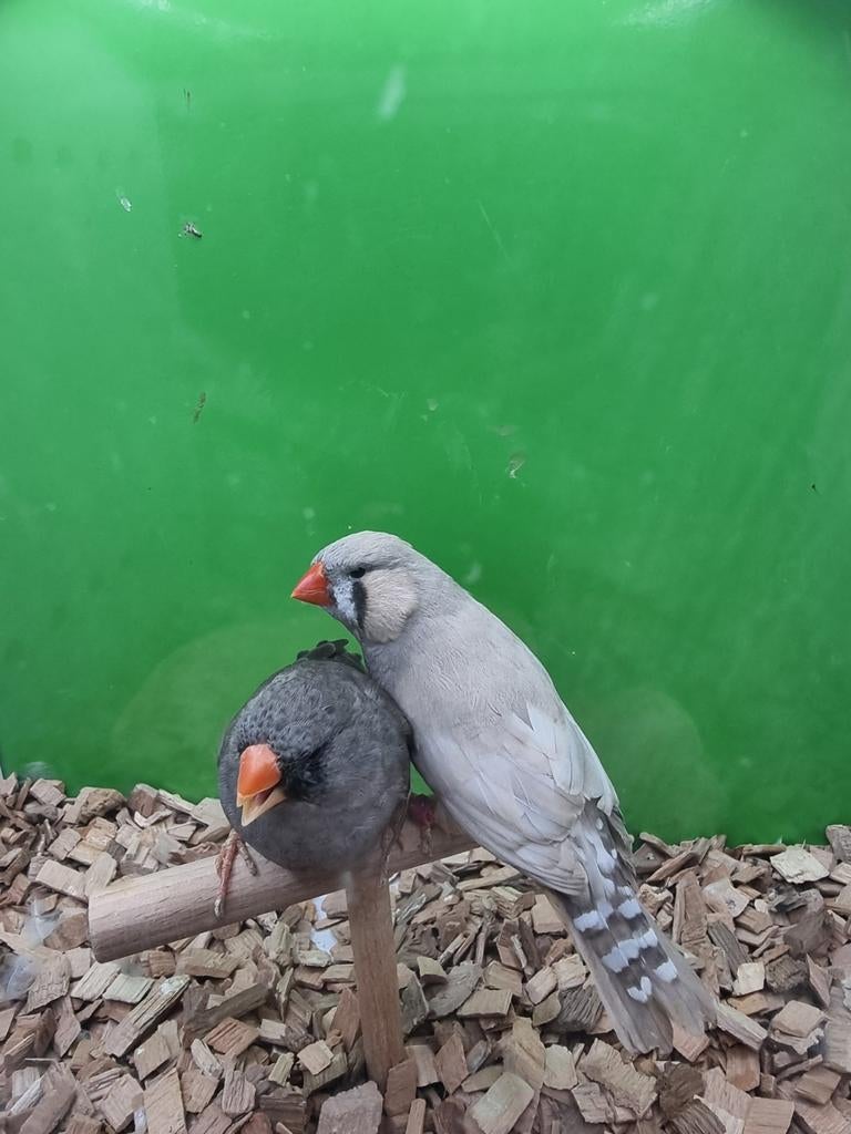 Te koop koppel charcoal Pastel, Dieren en Toebehoren, Vogels | Overige Vogels, Meerdere dieren