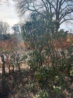 Rhododenron circa 2x 1,5m paars, Tuin en Terras, Planten | Bomen, Ophalen, Lente, Volle zon, Overige soorten