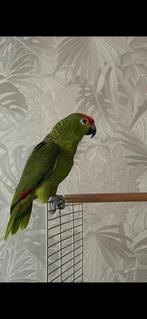 Amazone man, Mannelijk, Papegaai, Pratend