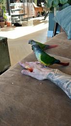 Koppel pyrrhuras 3 jaar oud met kooi en javaboom standaard, Meerdere dieren, Parkiet