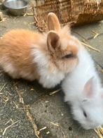 Konijntjes, Dieren en Toebehoren, Meerdere dieren, Klein, 0 tot 2 jaar