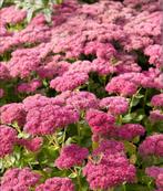 Roze Sedum (Hemelsleutel) - Vaste plant voor volle zon, Volle zon, Vaste plant, Zomer, Ophalen