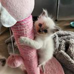 Ragdoll kittens nog 3 katers over te zien op de foto😊, Meerdere dieren, Ontwormd, 0 tot 2 jaar