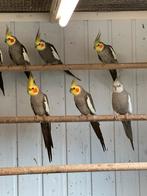 Valkparkieten, Dieren en Toebehoren, Vogels | Parkieten en Papegaaien, Meerdere dieren, Parkiet