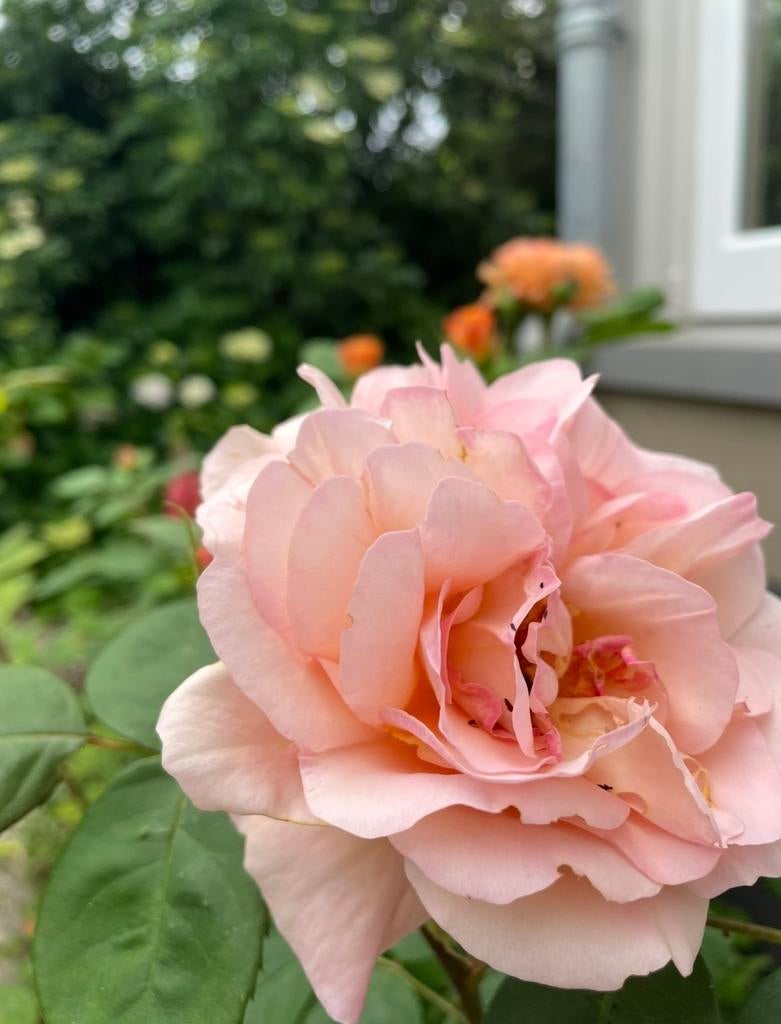 4x Zachtroze abrikooskleurige rozen, Tuin en Terras, Planten | Tuinplanten, Ophalen, Zomer, Vaste plant, Overige soorten
