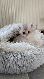 Brits Korthaar | Mannetje, Dieren en Toebehoren, Kater, Gechipt, 0 tot 2 jaar