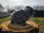 Prachtige raszuivere minilop konijntjes, Dieren en Toebehoren, Konijnen, Meerdere dieren, Dwerg, Hangoor, 0 tot 2 jaar