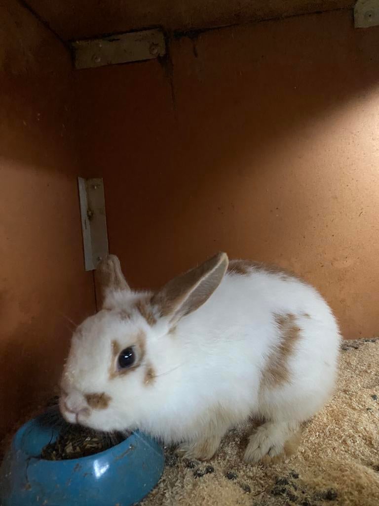 Dekram konijn, Dieren en Toebehoren, Konijnen, Dwerg, Mannelijk, 0 tot 2 jaar