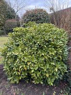 Aucuba Japonica - Prachtige Sierheester, Vaste plant, Bloeit niet, Volledige schaduw, Ophalen