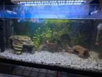 Aquarium 60x30x30 en benodigdheden, Dieren en Toebehoren, Vissen | Aquaria en Toebehoren, Ophalen