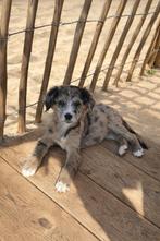 Aussi doodle pups, Dieren en Toebehoren, Parvo, België, Particulier, 8 tot 15 weken