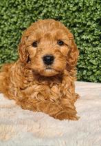 ❤️❤️Lieve en sociale mini labradoodle pups ❤️❤️ mini doodle, Parvo, Overige rassen, 8 tot 15 weken, Meerdere