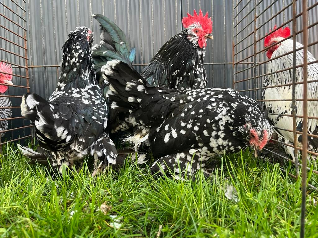 Sabelpootkriel, diverse kleurslagen, Dieren en Toebehoren, Pluimvee, Meerdere dieren, Kip