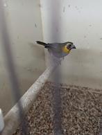 Diverse tropen gezocht., Dieren en Toebehoren, Vogels | Overige Vogels, Vrouwelijk