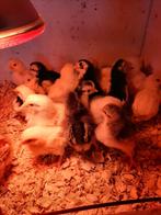 Kuikens 20 stuks, Dieren en Toebehoren, Geslacht onbekend, Kip