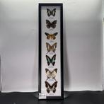 Vlinderlijst met 7 vlinders