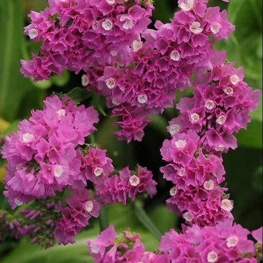 Lamsoor - QIS Rose
Te koop, Ophalen of Verzenden, Overige soorten, Volle zon