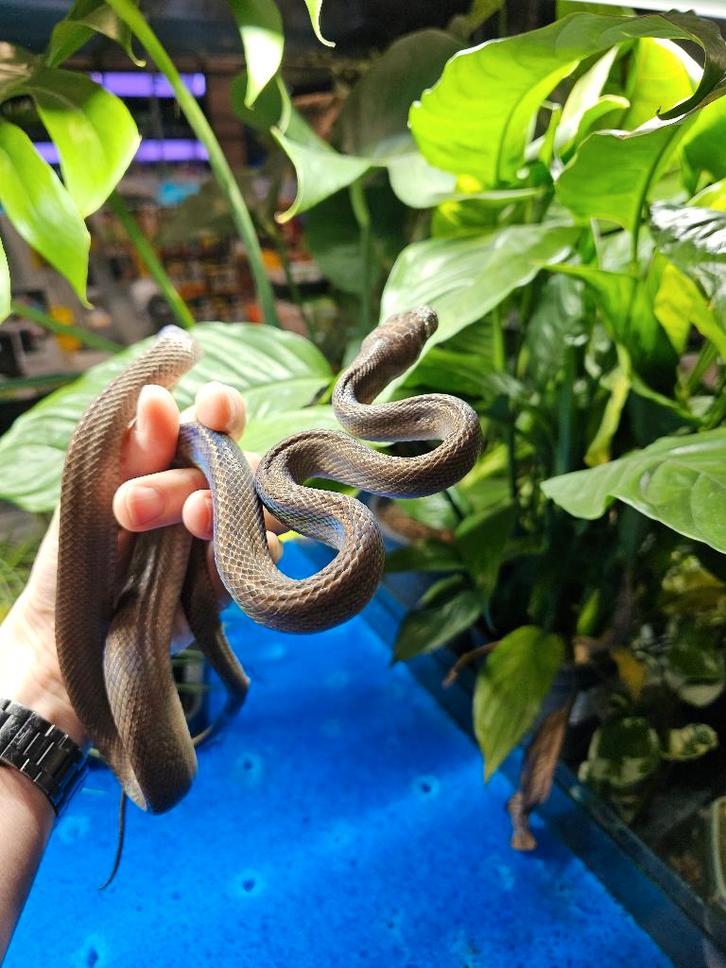 Morelia amethistina ''merauke'' - Amethist python, Dieren en Toebehoren, Reptielen en Amfibieën, Slang, 0 tot 2 jaar