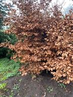 beuken, Ophalen, Beukenhaag, Struik, 100 tot 250 cm