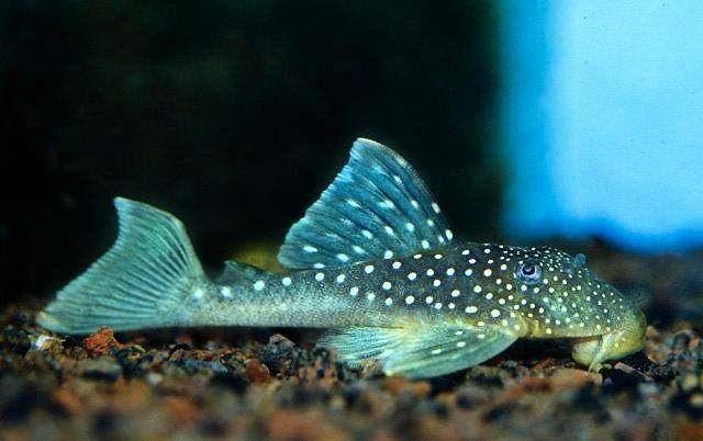 Bijzondere L nummers, eigen Import uit Colombia, algeneters, Dieren en Toebehoren, Vissen | Aquariumvissen, Vis, Zoetwatervis