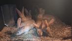 Vlaamse reus, Dieren en Toebehoren, Konijnen, Meerdere dieren, Groot, 0 tot 2 jaar