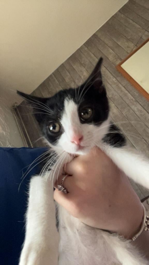 Kittens, Dieren en Toebehoren, Katten en Kittens | Overige Katten, Meerdere dieren, Kortharig, 0 tot 2 jaar