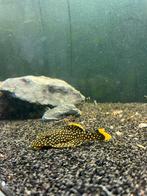 Golden Nugget Pleco (L018) – 10–12 cm, Vis