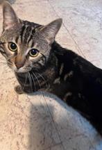 halve bengaal zoekt een liefdevol huisje, Kater