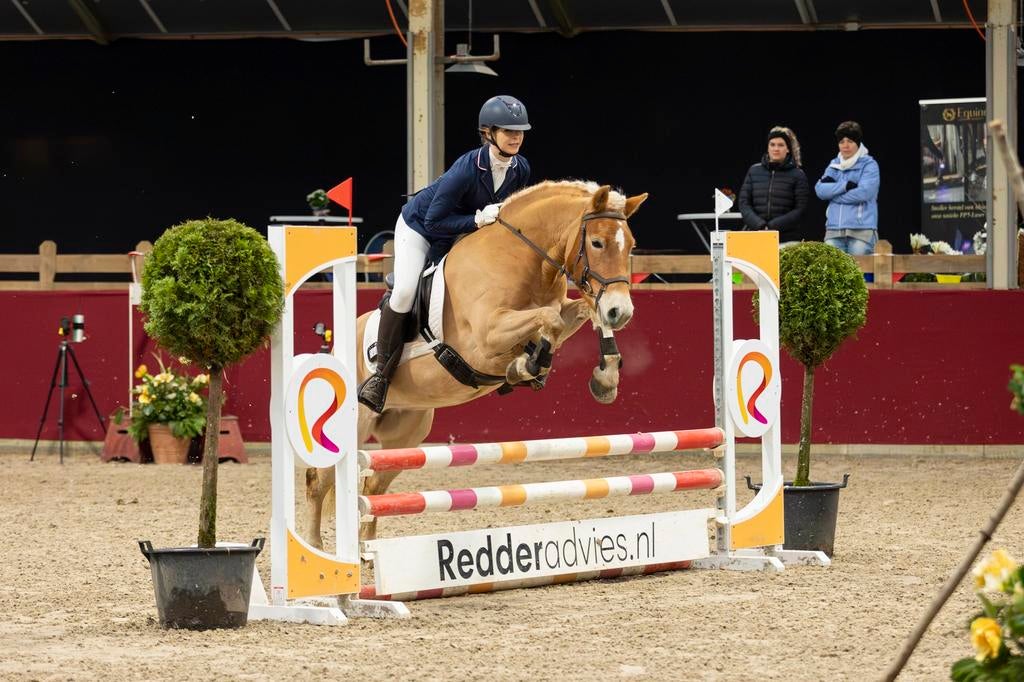 Prachtige haflinger merrie, Merrie, Met stamboom, L, 7 tot 10 jaar