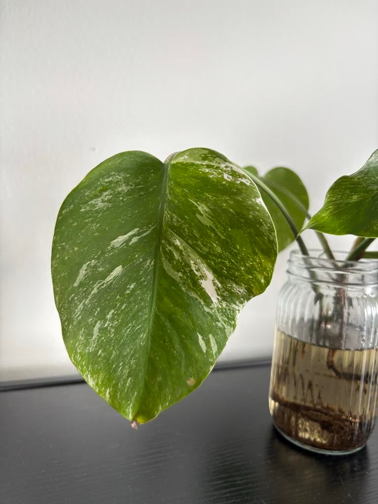 Monstera Variegata stekje, Huis en Inrichting, Kamerplanten, Ophalen, Overige soorten, Halfschaduw, In pot