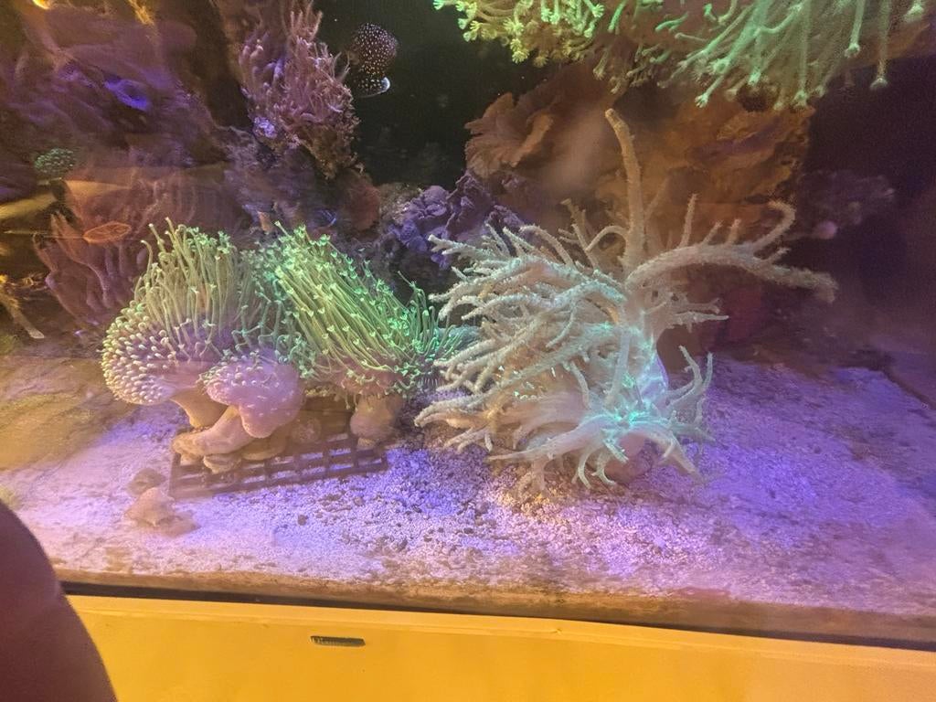 Zeeaquarium koraal, Dieren en Toebehoren, Ophalen, Nieuw, Gevuld zeewateraquarium