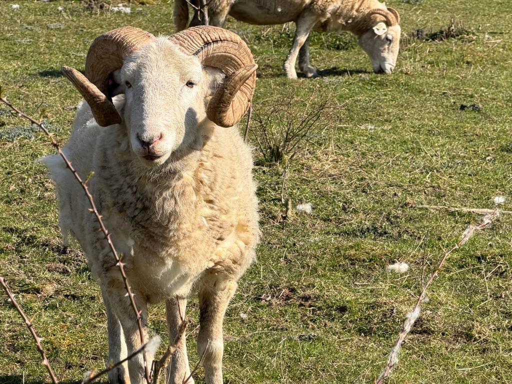 Wiltshire Horn dekram, Mannelijk, Schaap