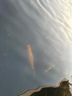 Koi karpers, Karper of Koi