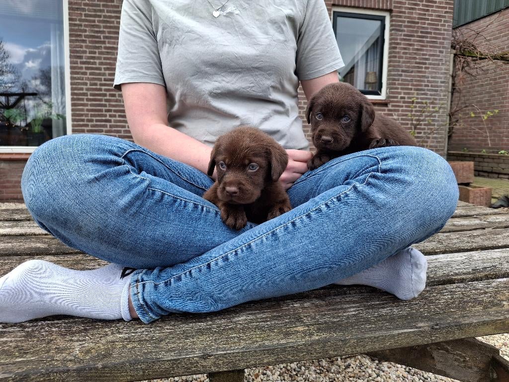Schitterend nestje labrador pups, Dieren en Toebehoren, Honden | Retrievers, Spaniëls en Waterhonden, Parvo, 8 tot 15 weken, Labrador retriever