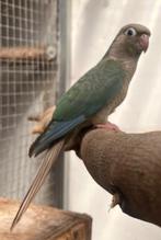 Pyrrhura’s, Dieren en Toebehoren, Geslacht onbekend