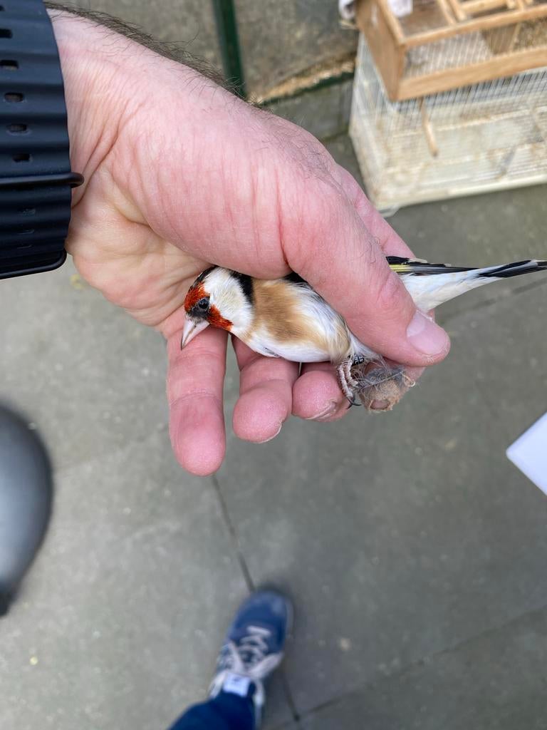 Majoor putter pop wildkleur 2025, Dieren en Toebehoren, Vogels | Overige Vogels, Vrouwelijk, Wildzangvogel