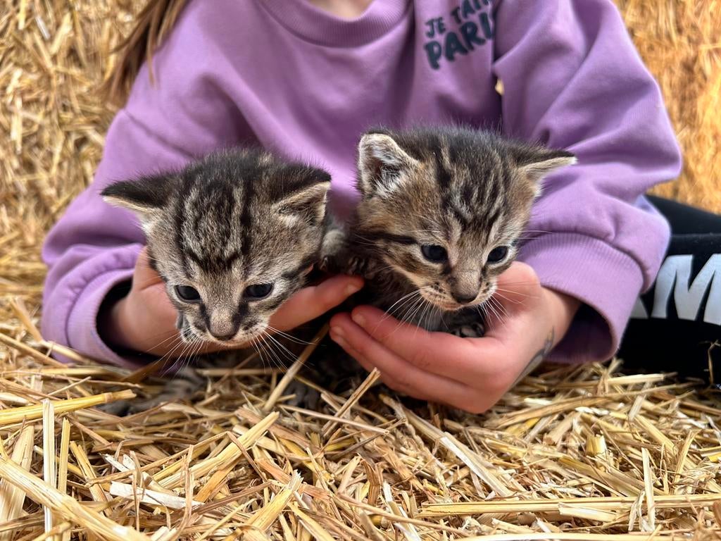 Boerderij kittens te koop, Dieren en Toebehoren, Katten en Kittens | Overige Katten, Meerdere dieren