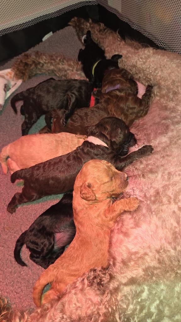 Labradoodle pups (multigen), Dieren en Toebehoren, Overige rassen, 8 tot 15 weken, Meerdere, Meerdere dieren