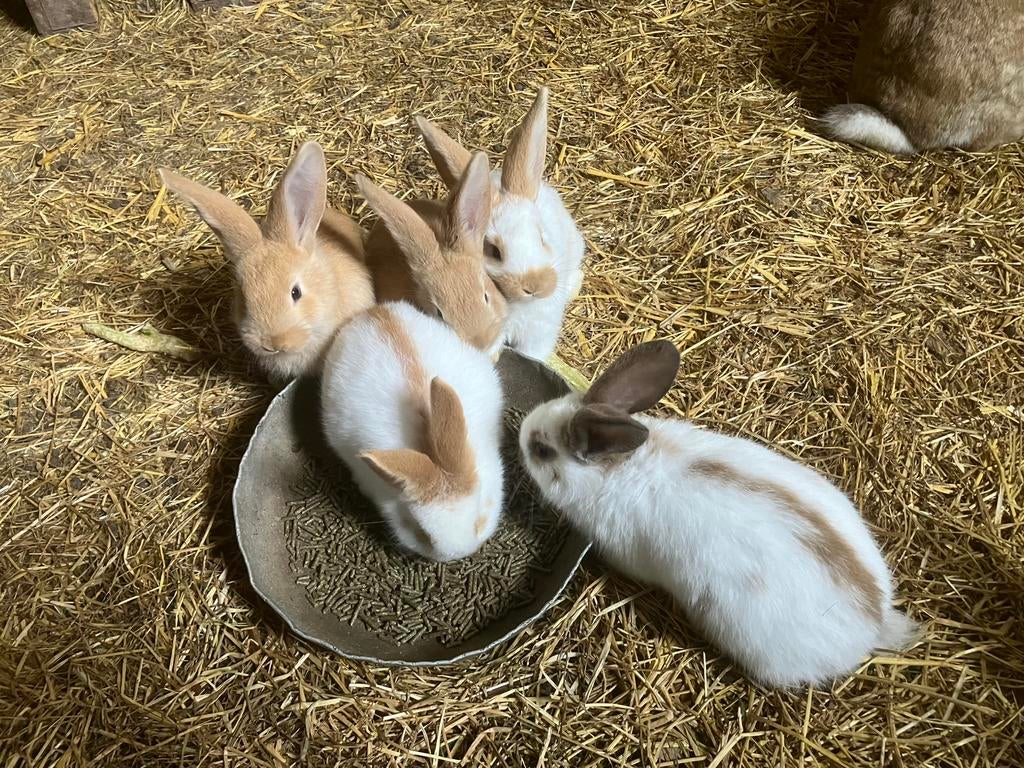 Konijnen, Dieren en Toebehoren, Konijnen, Meerdere dieren