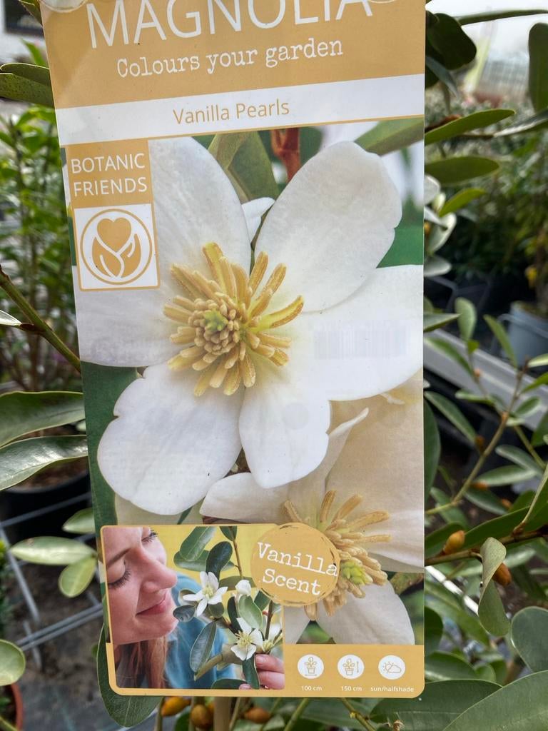Magnolia 'Vanilla Pearls' - Geurende Bloemen, Volle zon, Vaste plant, Lente, Ophalen