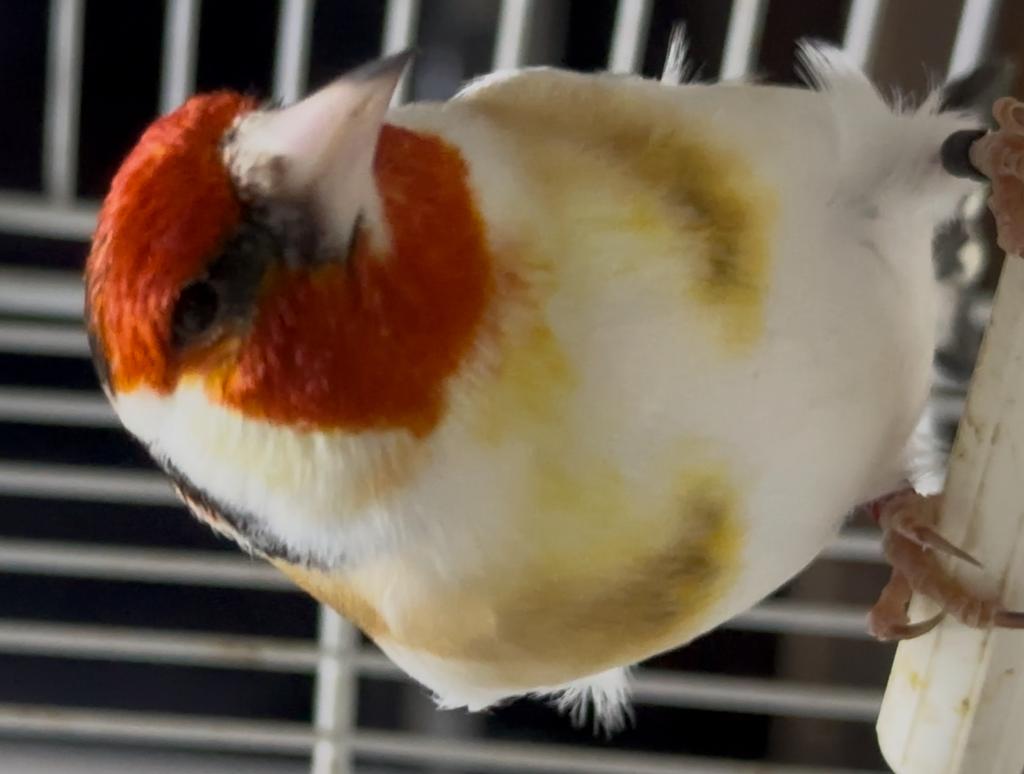 Majoor putter, Dieren en Toebehoren, Vogels | Overige Vogels, Mannelijk, Wildzangvogel