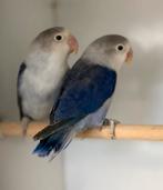Te koop koppel violet euwing fischeri, Meerdere dieren, Dwergpapegaai of Agapornis, Geringd