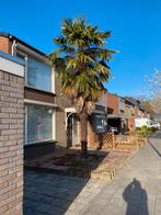 Palmboom, Tuin en Terras, Ophalen, Halfschaduw, Palmboom, 400 cm of meer
