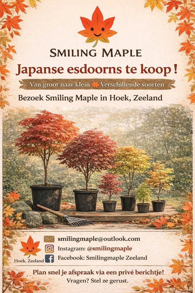 Japanse esdoorn, Acer palmatum te koop, Tuin en Terras, Planten | Bomen, Overige soorten, Halfschaduw, Bloeit niet, Ophalen of Verzenden