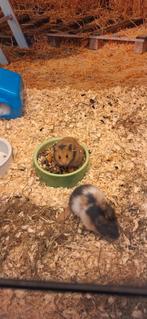 Syrische hamster vrouw, Dieren en Toebehoren, Februari, Vrouwelijk, Hamster