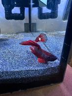 Rode Beta mannetje, Dieren en Toebehoren, Vissen | Aquariumvissen, Vis