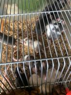 Muizen alle formaten, Dieren en Toebehoren, Knaagdieren, Februari, Meerdere dieren, Muis