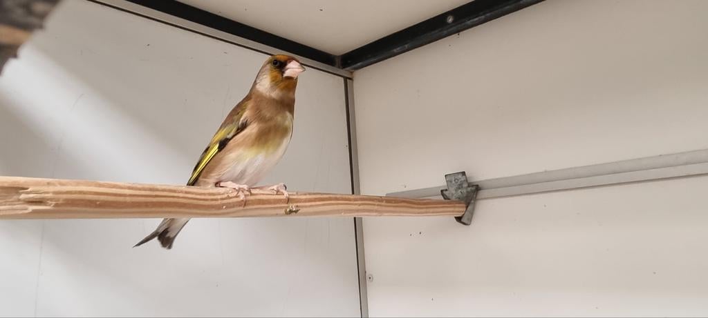 Bastaard Majoor Putter X Groenling, Dieren en Toebehoren, Vogels | Overige Vogels, Mannelijk, Wildzangvogel, Geringd