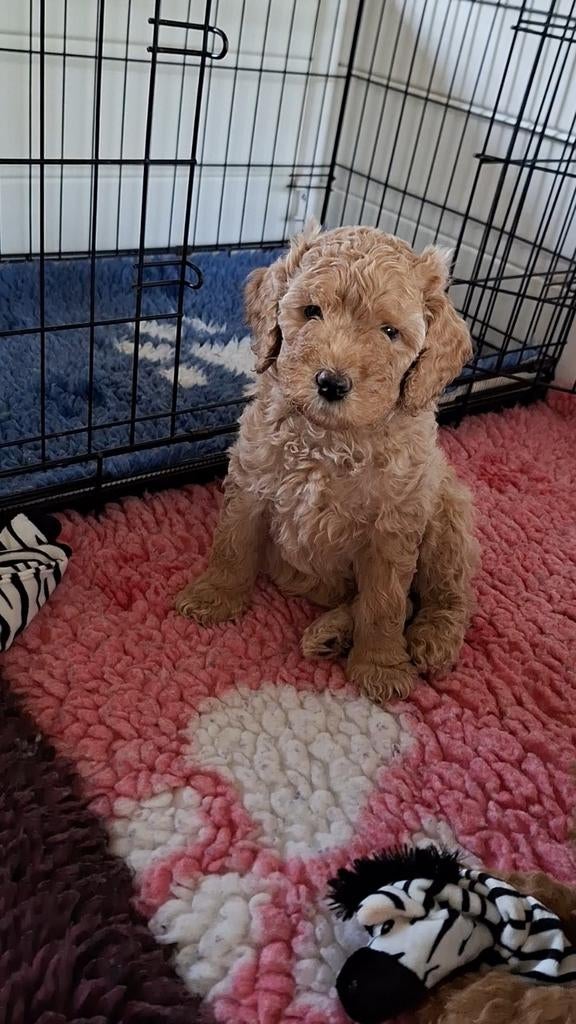 Prachtige Labradoodle pup | 1 reutje beschikbaar, Dieren en Toebehoren, Honden | Chihuahua's en Gezelschapshonden, Meerdere dieren